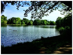 Prospect Park Lake #1